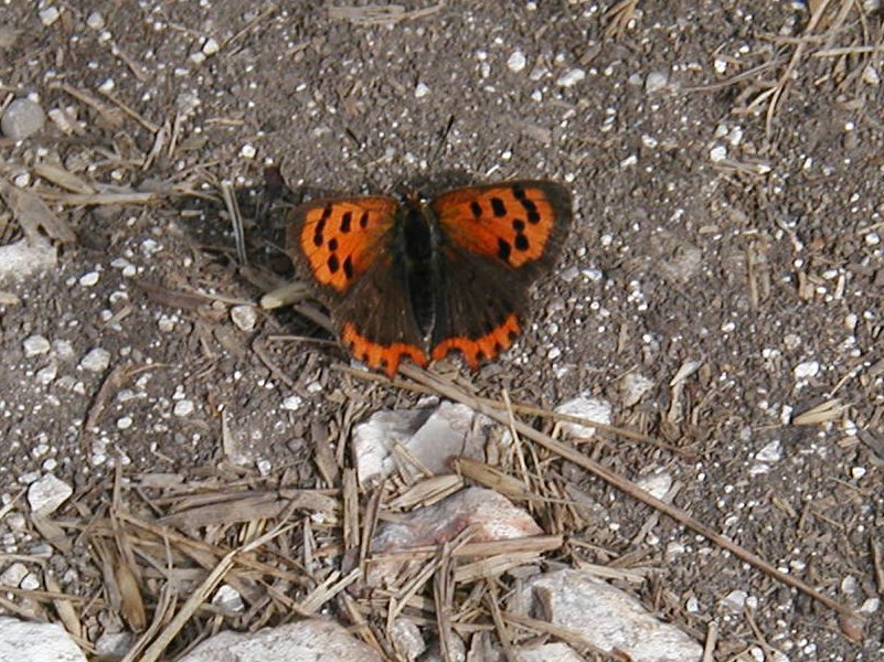 Small brown-spotted orange butterfly resting on the track.