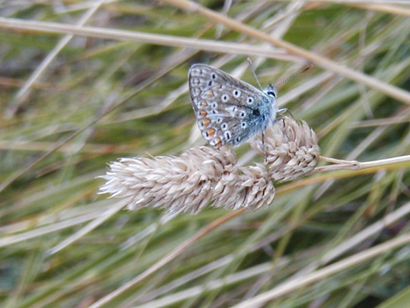 Underside of small blue butterfly resting on a piece of grass.