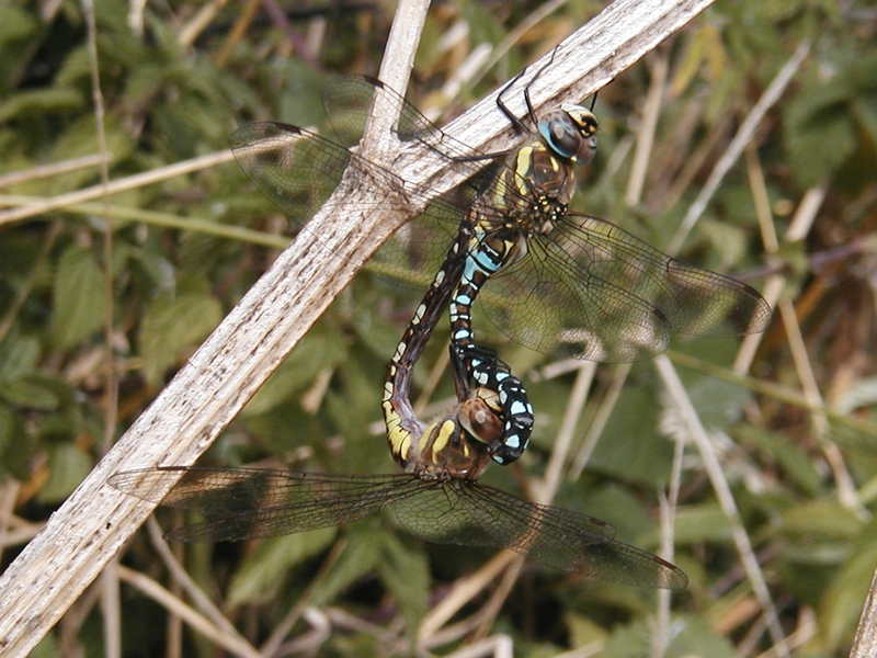 Two blue and yellow dragonflies attached to each other, hanging off a twig.