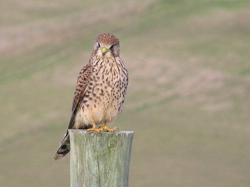 Front view of bird of prey, with orange and brown feathers, standing on a fence post staring at the camera.