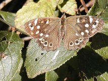 Close up of butterfly with brown wings, dotted with small yellow spots.