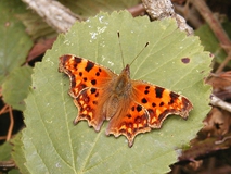 Close up of butterfly with vivid gold and brown spotted orange wings, sitting on a leaf.