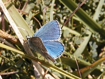 Close up of butterfly with vivid blue wings, and striped antenna, sitting on a blade of grass.
