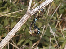 Two blue and yellow dragonflies attached to each other, hanging off a twig.