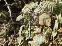 Dragonfly with blue, yellow and brown stripes along its tail, resting on a leaf.