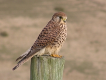 Front view of bird of prey, with orange and brown feathers, standing on a fence post staring at the camera.