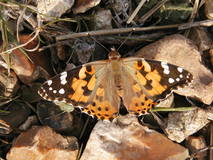 Black and orange butterfly perched on some small stones.