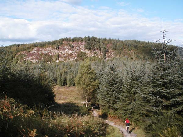 Section of fast straight singletrack on steep downhill, in the background a bank of purple heather in the sun.