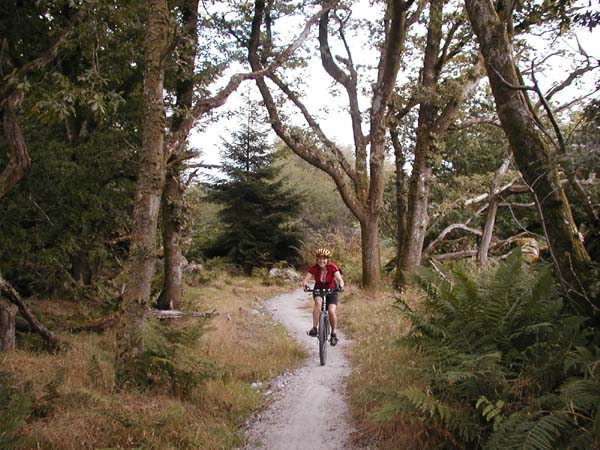 Roz riding on singletrack through oak trees.