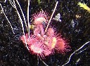 Small sundew growing on a path of wet moss