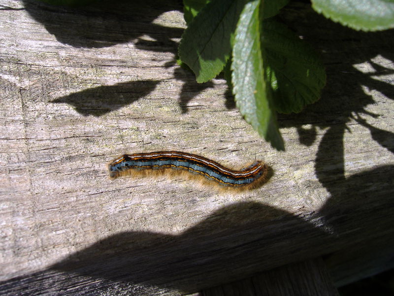 Caterpillar with colourful stripes running the length of its body