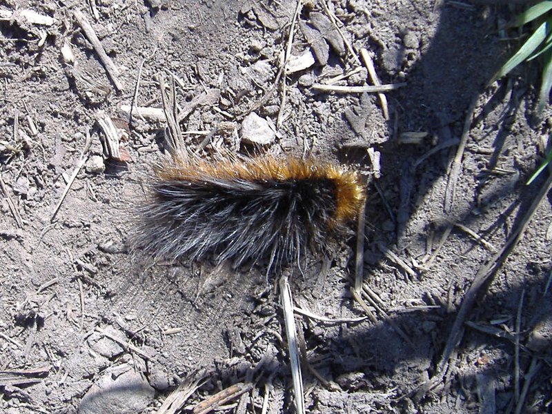 Caterpillar with long furry body of two different colours crossing a dusty path